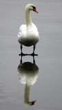 DSC_5694 croped mirror * 894 x 1558 * (891KB)